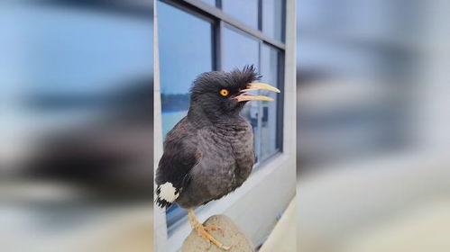 八哥说话视频,视频揭秘其妙语连珠的瞬间